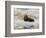 Sea Otter, Kenai Fjords National Park, Alaska, USA-Hugh Rose-Framed Photographic Print