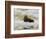 Sea Otter, Kenai Fjords National Park, Alaska, USA-Hugh Rose-Framed Photographic Print