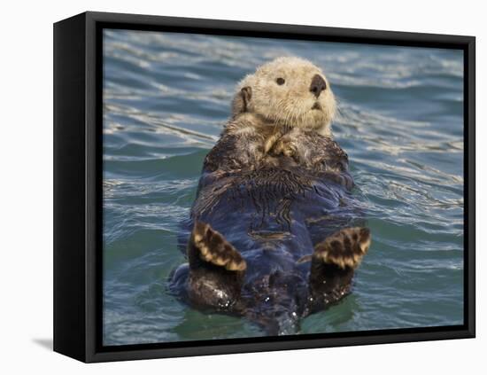 Sea Otter, Prince William Sound, Alaska, USA-Hugh Rose-Framed Premier Image Canvas