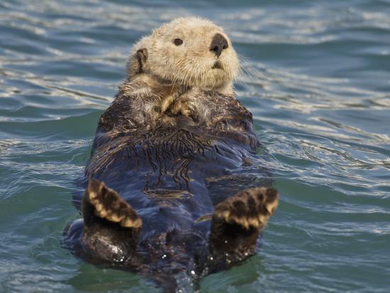 Sea Otter, Prince William Sound, Alaska, USA Photographic Print by Hugh