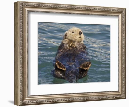 Sea Otter, Prince William Sound, Alaska, USA-Hugh Rose-Framed Photographic Print