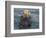 Sea Otter, Prince William Sound, Alaska, USA-Hugh Rose-Framed Photographic Print