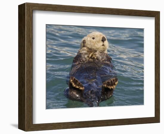 Sea Otter, Prince William Sound, Alaska, USA-Hugh Rose-Framed Photographic Print