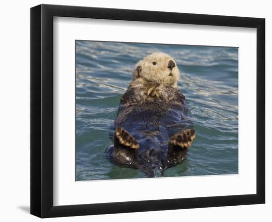 Sea Otter, Prince William Sound, Alaska, USA-Hugh Rose-Framed Photographic Print