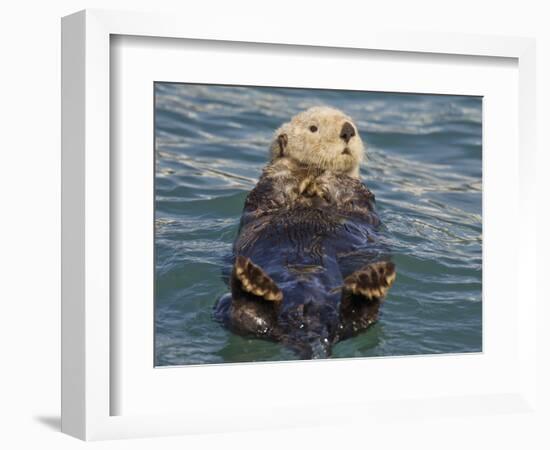Sea Otter, Prince William Sound, Alaska, USA-Hugh Rose-Framed Photographic Print