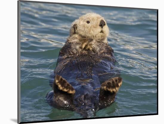 Sea Otter, Prince William Sound, Alaska, USA-Hugh Rose-Mounted Photographic Print