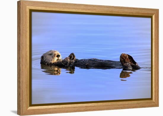 Sea Otter Relaxing-Lantern Press-Framed Stretched Canvas