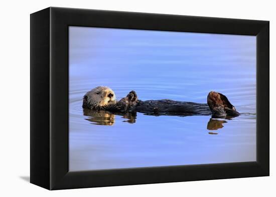 Sea Otter Relaxing-Lantern Press-Framed Stretched Canvas