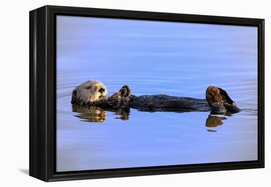 Sea Otter Relaxing-Lantern Press-Framed Stretched Canvas