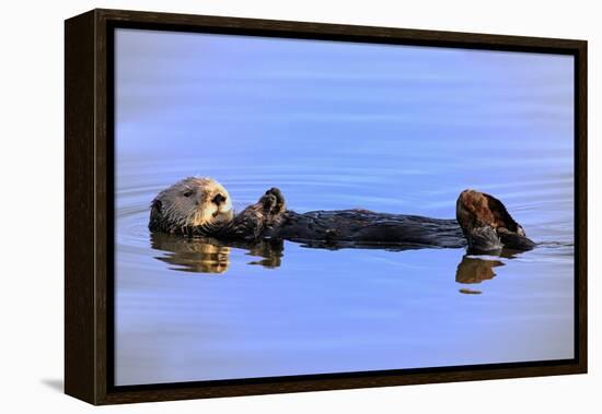 Sea Otter Relaxing-Lantern Press-Framed Stretched Canvas