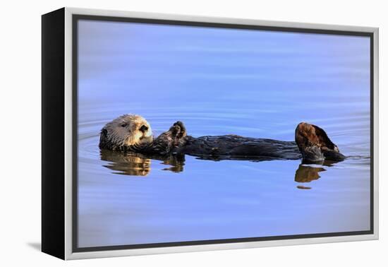 Sea Otter Relaxing-Lantern Press-Framed Stretched Canvas