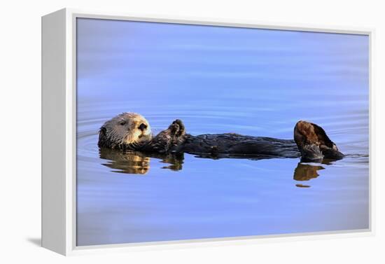 Sea Otter Relaxing-Lantern Press-Framed Stretched Canvas