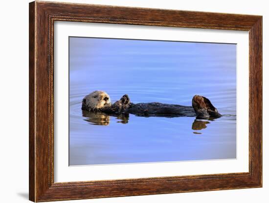 Sea Otter Relaxing-Lantern Press-Framed Art Print