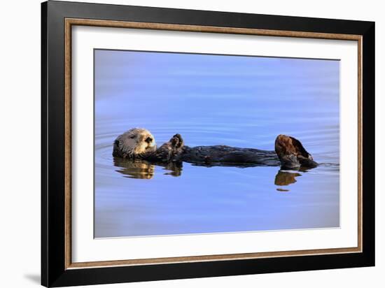 Sea Otter Relaxing-Lantern Press-Framed Art Print