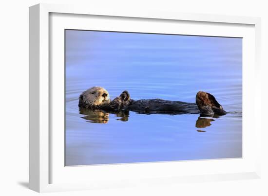 Sea Otter Relaxing-Lantern Press-Framed Art Print