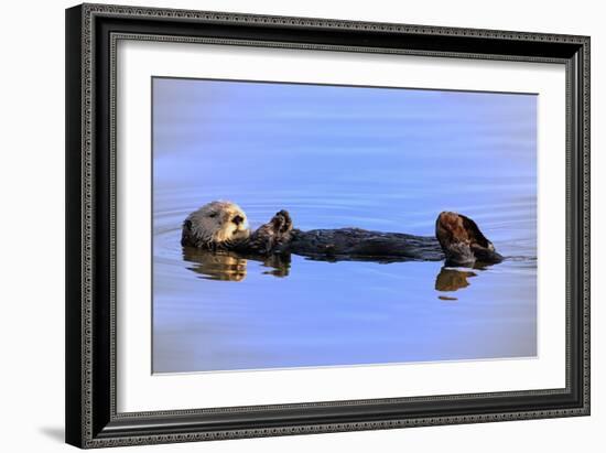 Sea Otter Relaxing-Lantern Press-Framed Art Print