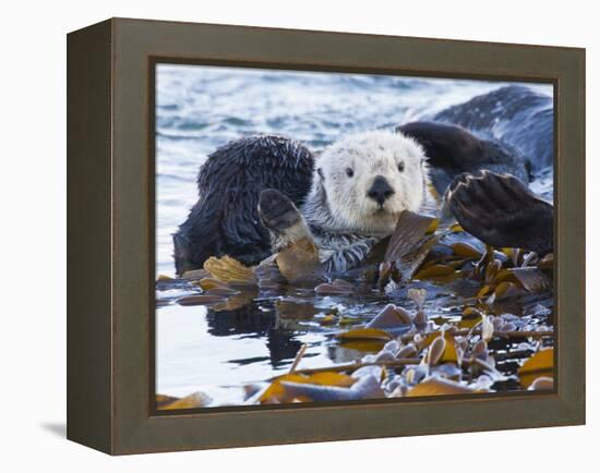 Sea Otter, San Luis Obispo County, California, USA-Cathy & Gordon Illg-Framed Premier Image Canvas