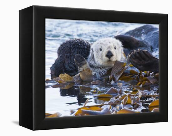 Sea Otter, San Luis Obispo County, California, USA-Cathy & Gordon Illg-Framed Premier Image Canvas