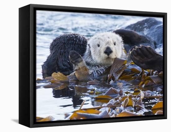 Sea Otter, San Luis Obispo County, California, USA-Cathy & Gordon Illg-Framed Premier Image Canvas