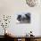 Sea Otter, San Luis Obispo County, California, USA-Cathy & Gordon Illg-Photographic Print displayed on a wall