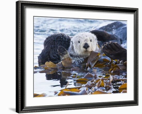 Sea Otter, San Luis Obispo County, California, USA-Cathy & Gordon Illg-Framed Photographic Print