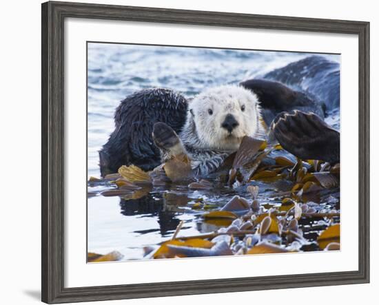 Sea Otter, San Luis Obispo County, California, USA-Cathy & Gordon Illg-Framed Photographic Print