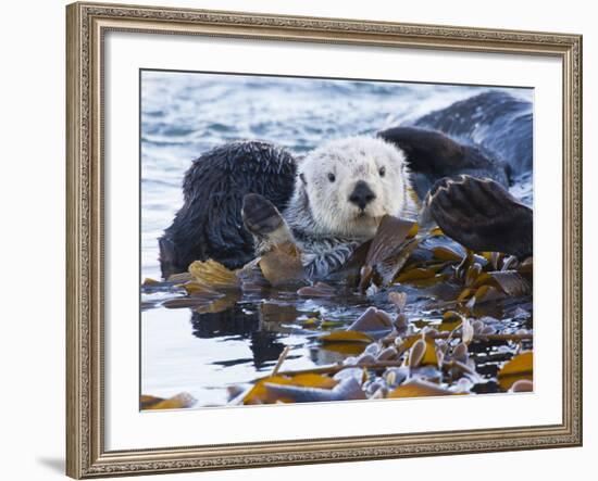 Sea Otter, San Luis Obispo County, California, USA-Cathy & Gordon Illg-Framed Photographic Print