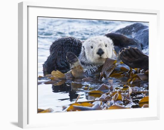 Sea Otter, San Luis Obispo County, California, USA-Cathy & Gordon Illg-Framed Photographic Print