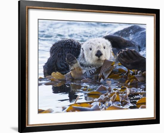 Sea Otter, San Luis Obispo County, California, USA-Cathy & Gordon Illg-Framed Photographic Print