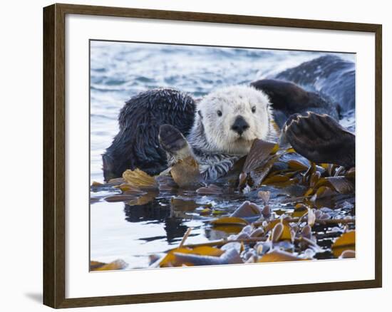 Sea Otter, San Luis Obispo County, California, USA-Cathy & Gordon Illg-Framed Photographic Print