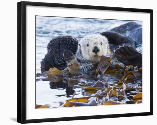 Sea Otter, San Luis Obispo County, California, USA-Cathy & Gordon Illg-Framed Photographic Print