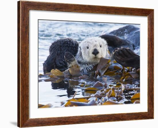 Sea Otter, San Luis Obispo County, California, USA-Cathy & Gordon Illg-Framed Photographic Print