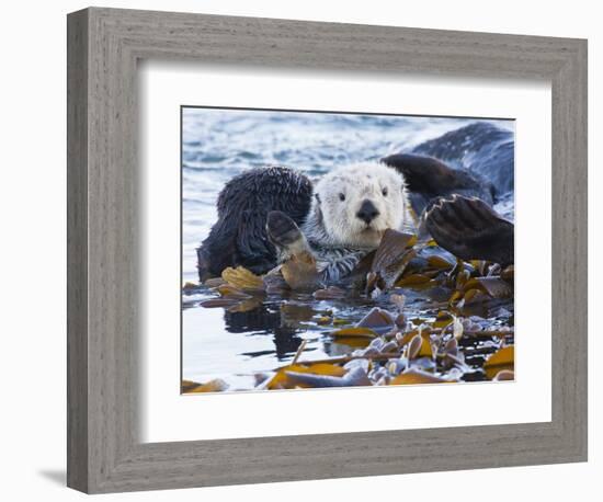 Sea Otter, San Luis Obispo County, California, USA-Cathy & Gordon Illg-Framed Photographic Print