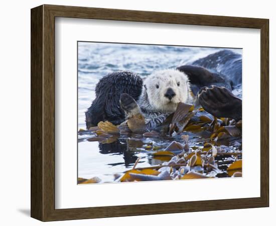 Sea Otter, San Luis Obispo County, California, USA-Cathy & Gordon Illg-Framed Photographic Print