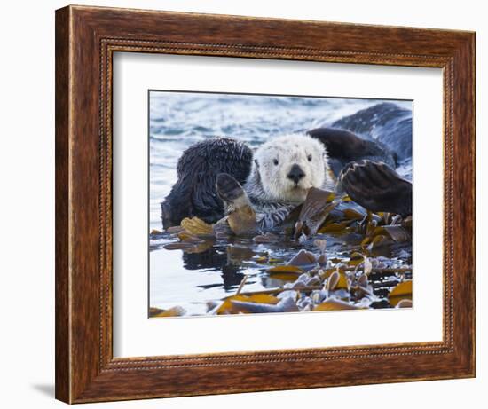 Sea Otter, San Luis Obispo County, California, USA-Cathy & Gordon Illg-Framed Photographic Print
