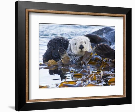 Sea Otter, San Luis Obispo County, California, USA-Cathy & Gordon Illg-Framed Photographic Print