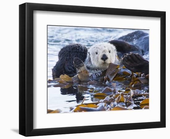 Sea Otter, San Luis Obispo County, California, USA-Cathy & Gordon Illg-Framed Photographic Print