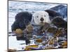 Sea Otter, San Luis Obispo County, California, USA-Cathy & Gordon Illg-Mounted Photographic Print