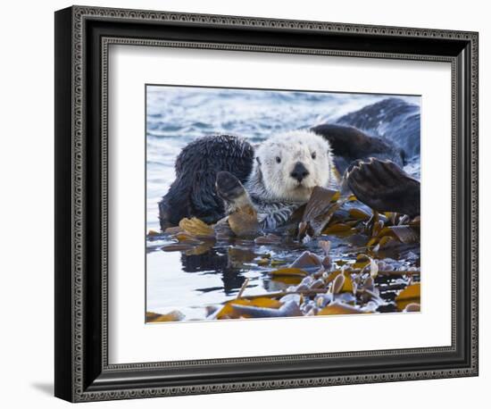 Sea Otter, San Luis Obispo County, California, USA-Cathy & Gordon Illg-Framed Photographic Print