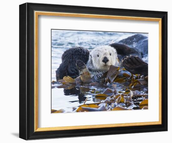 Sea Otter, San Luis Obispo County, California, USA-Cathy & Gordon Illg-Framed Photographic Print