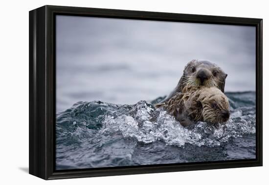 Sea Otter with Pup in Kukak Bay-Paul Souders-Framed Premier Image Canvas