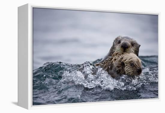 Sea Otter with Pup in Kukak Bay-Paul Souders-Framed Premier Image Canvas