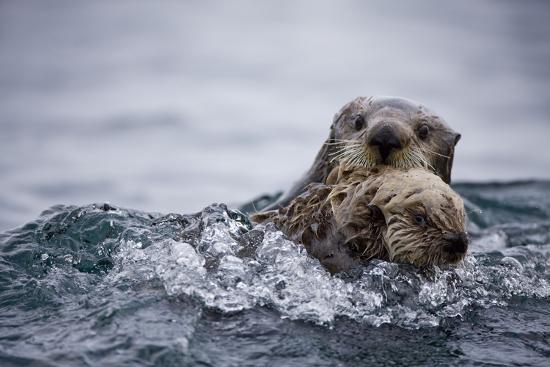 'Sea Otter with Pup in Kukak Bay' Photographic Print - Paul Souders ...