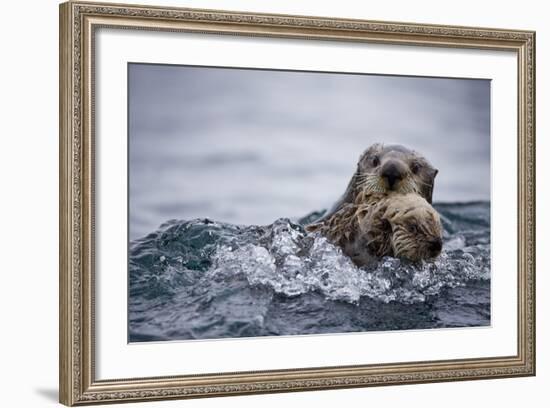 Sea Otter with Pup in Kukak Bay-Paul Souders-Framed Photographic Print