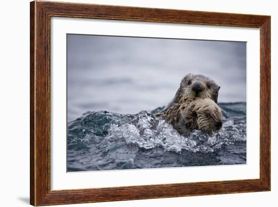 Sea Otter with Pup in Kukak Bay-Paul Souders-Framed Photographic Print