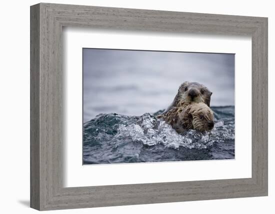 Sea Otter with Pup in Kukak Bay-Paul Souders-Framed Photographic Print