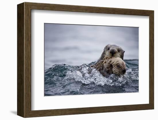 Sea Otter with Pup in Kukak Bay-Paul Souders-Framed Photographic Print