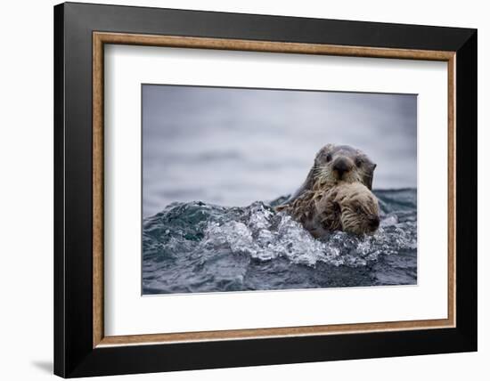 Sea Otter with Pup in Kukak Bay-Paul Souders-Framed Photographic Print