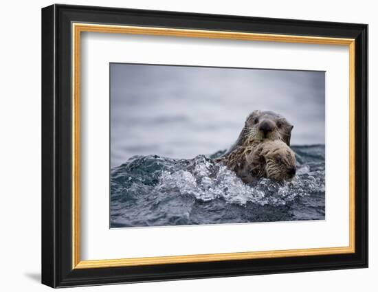 Sea Otter with Pup in Kukak Bay-Paul Souders-Framed Photographic Print