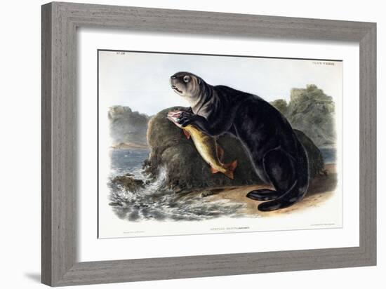 Sea Otter, Young Male, 1848-John Woodhouse Audubon-Framed Giclee Print